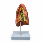 Human Lung Right